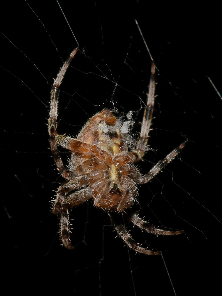 Spider.jpg