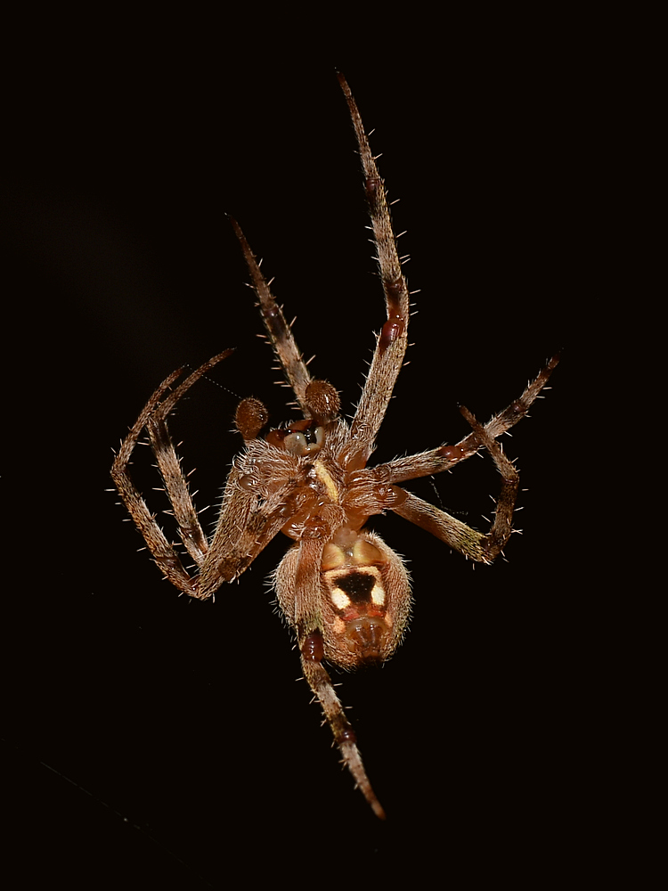 Spider.jpg