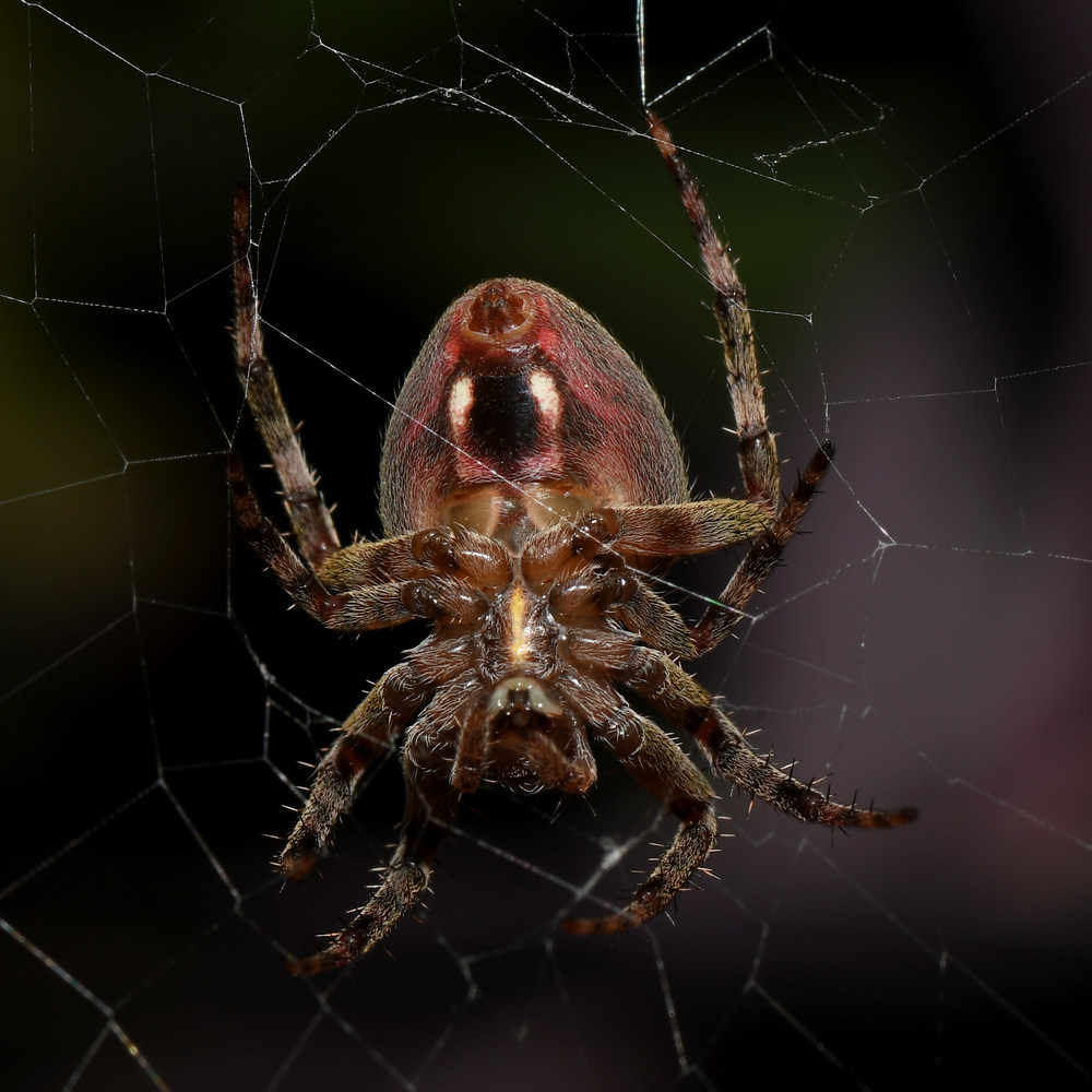 Spider.jpg