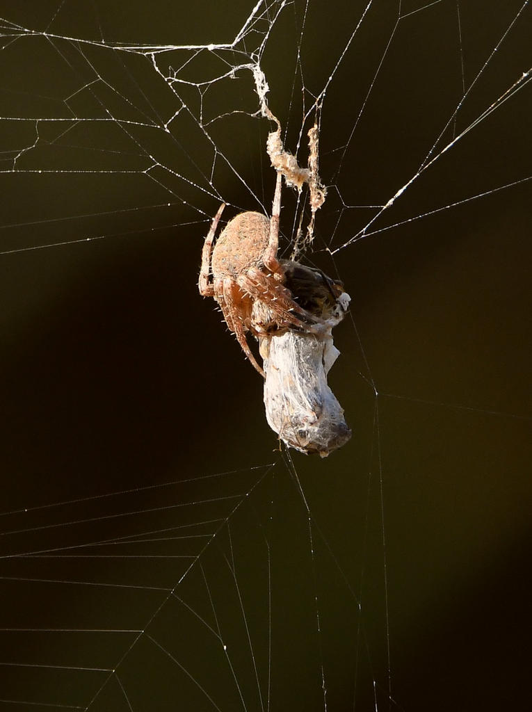 Spider.jpg