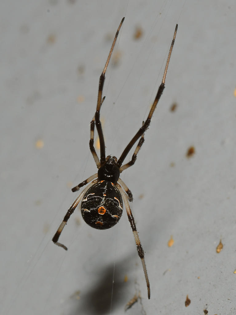 Spider.jpg