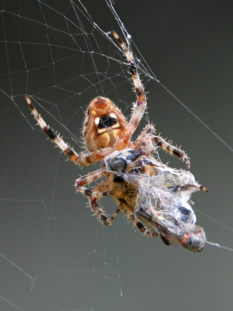 Spider.jpg