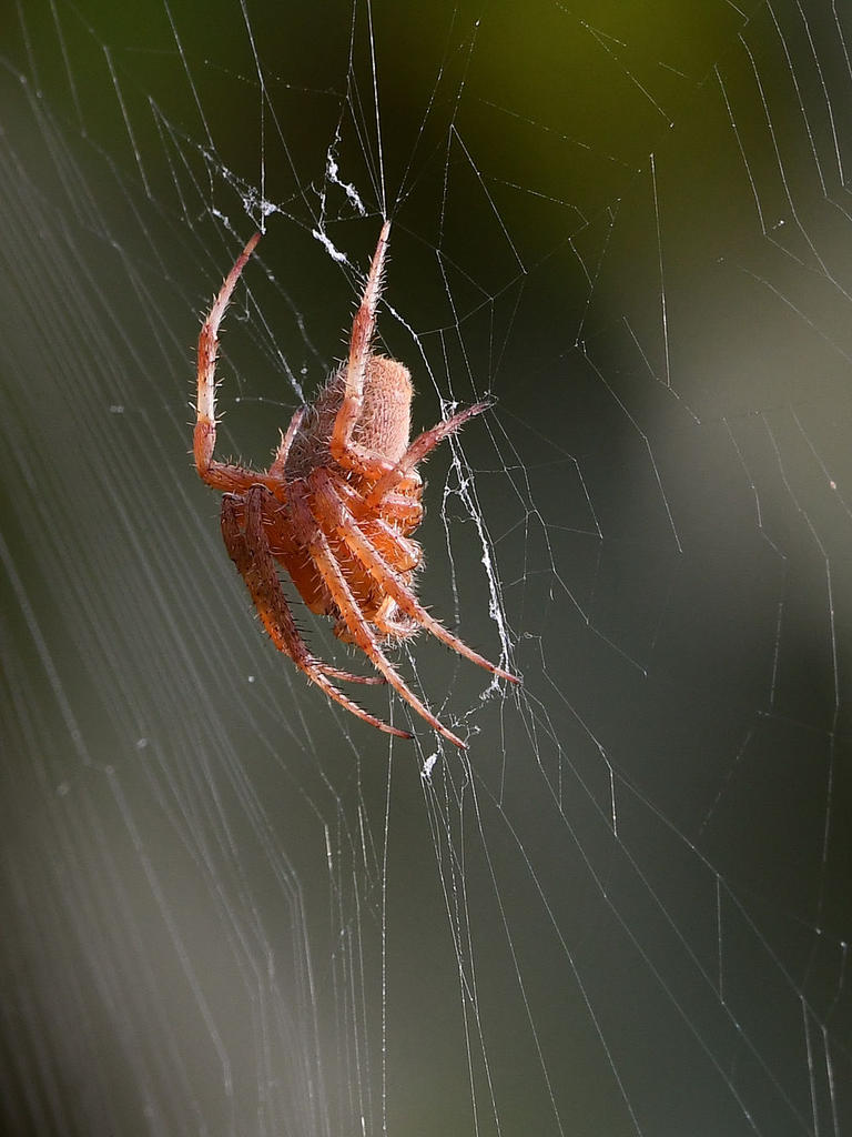 Spider.jpg