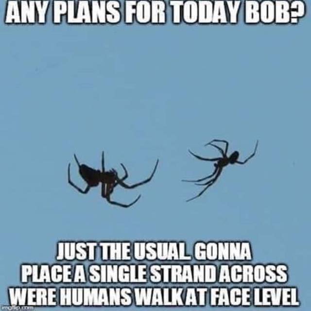 spider.jpg