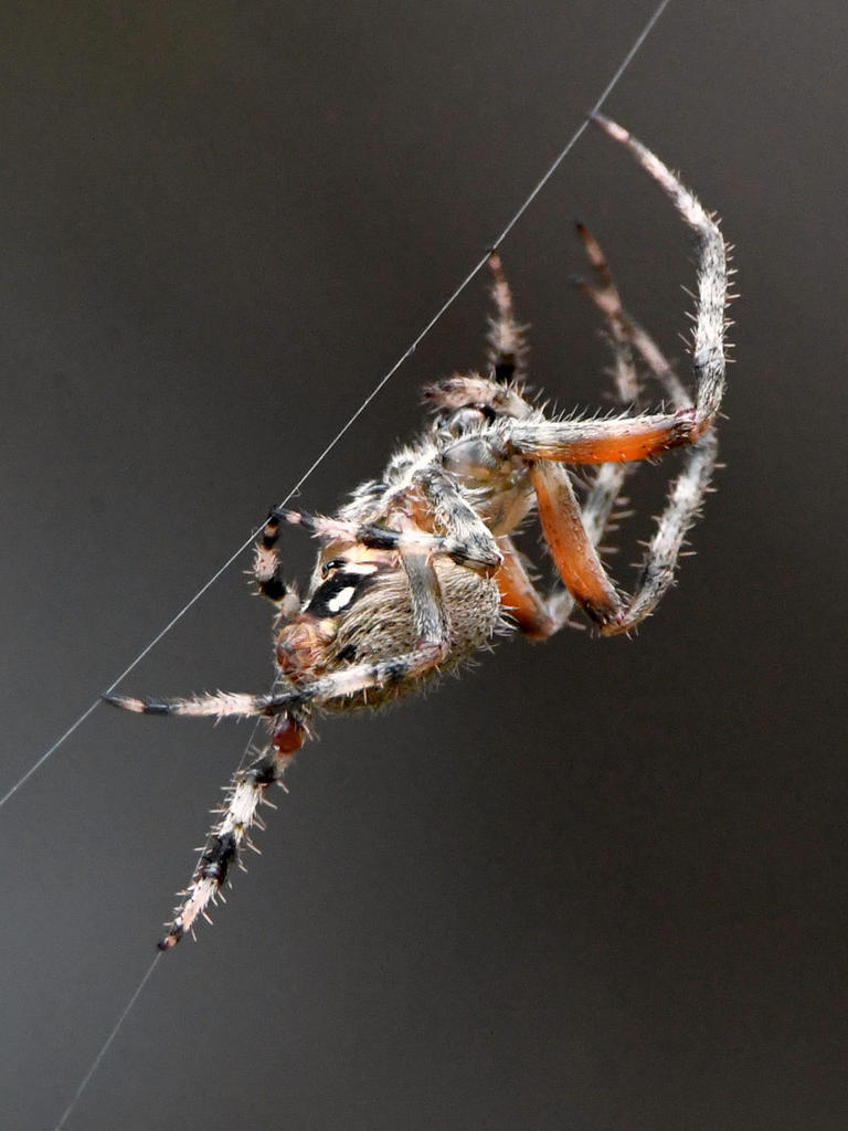 Spider.jpg