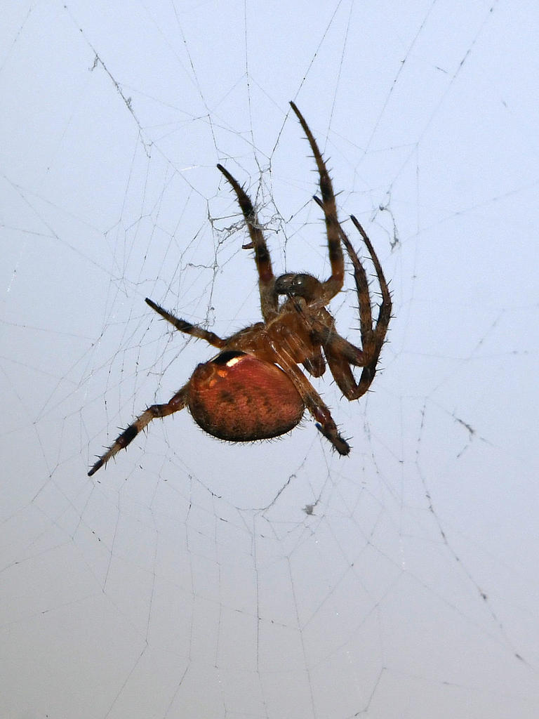 Spider.jpg