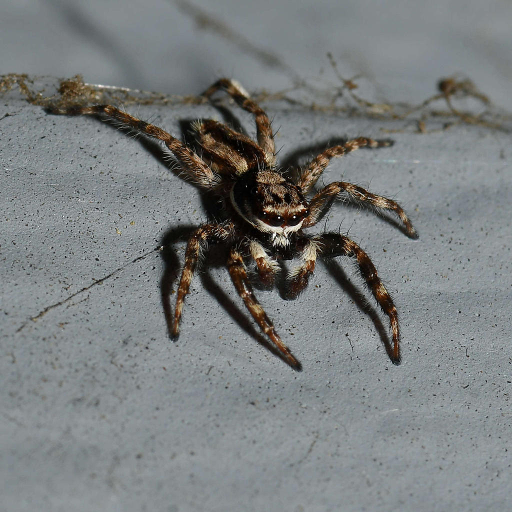 Spider.jpg