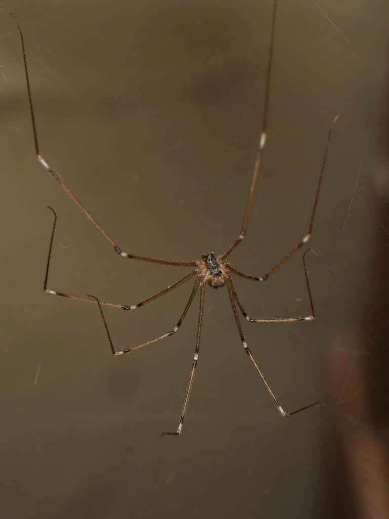 Spider.jpg