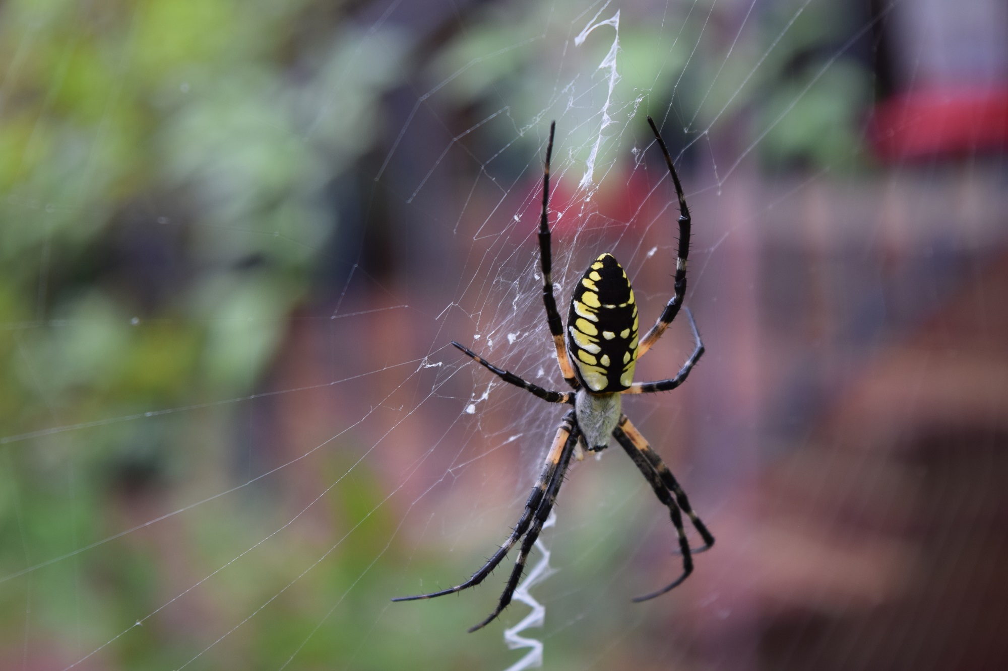 spider.jpg