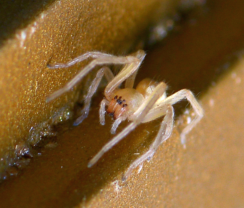 spider.jpg