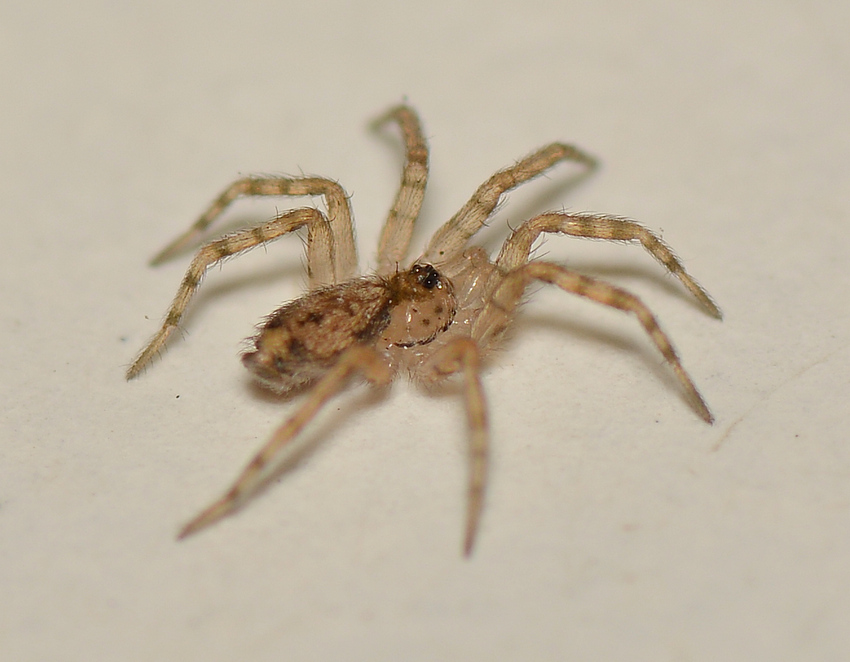 Spider.jpg