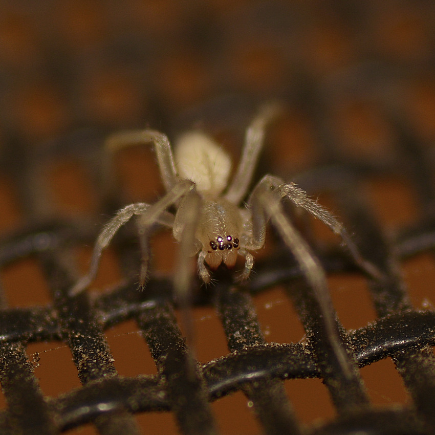 Spider.jpg
