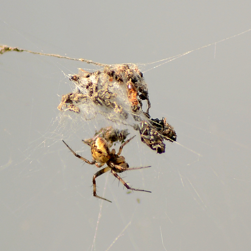Spider.jpg