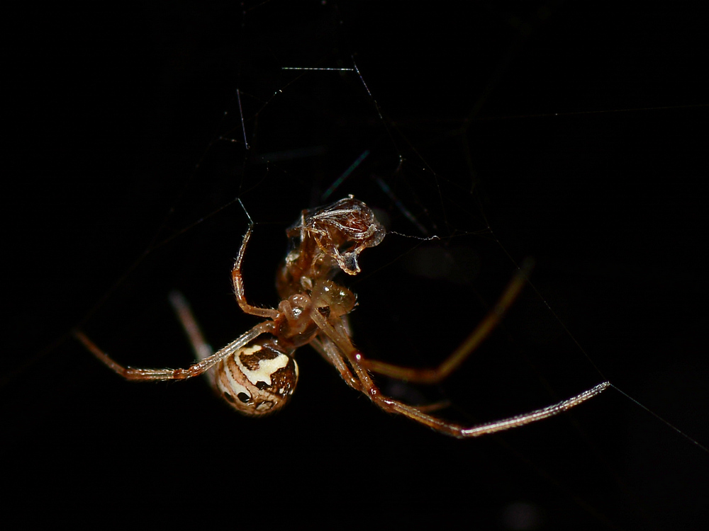 Spider.jpg