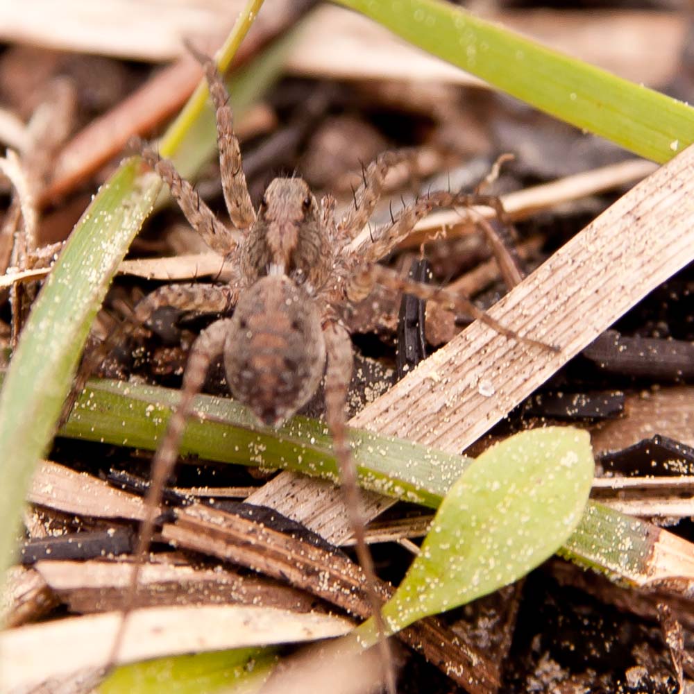 spider.jpg