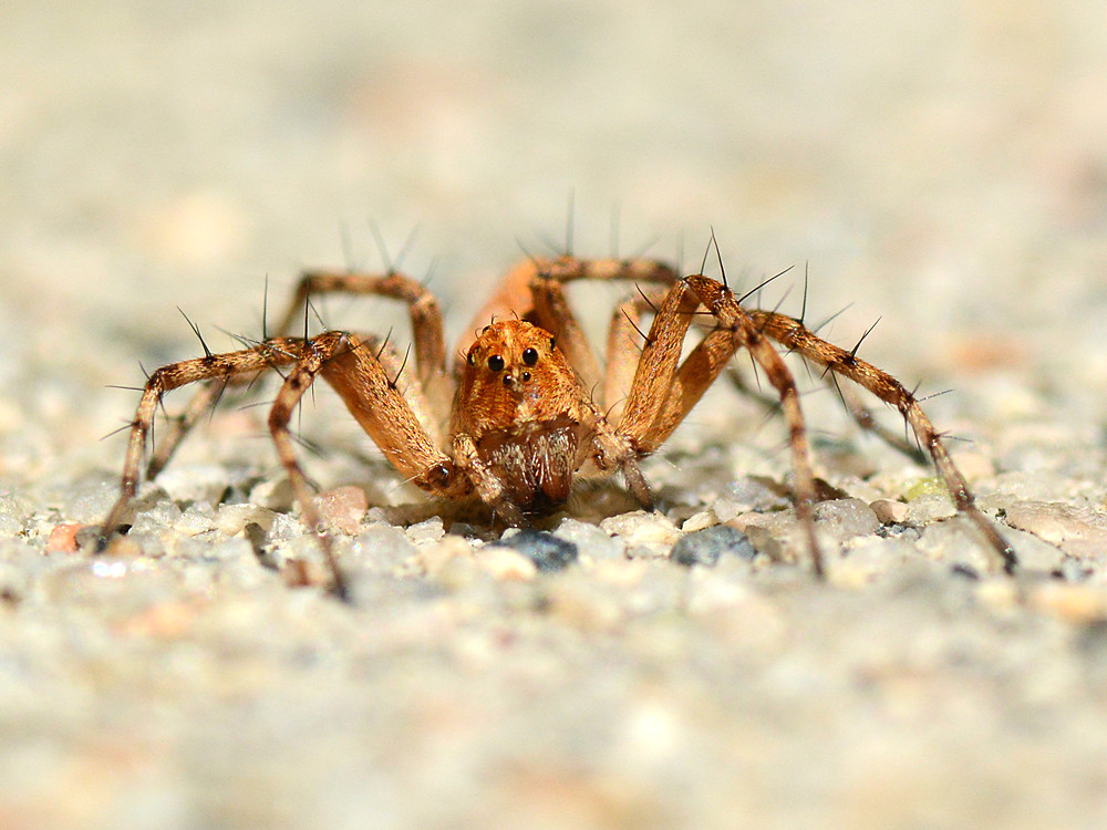Spider.jpg
