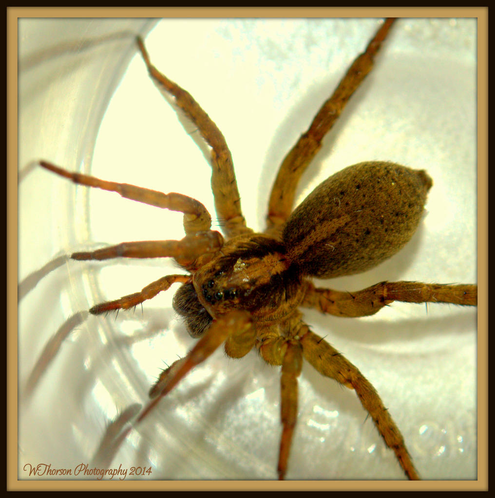 Spider.jpg