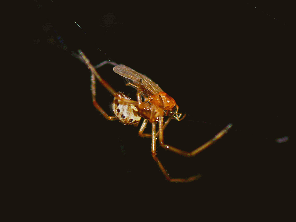Spider.jpg