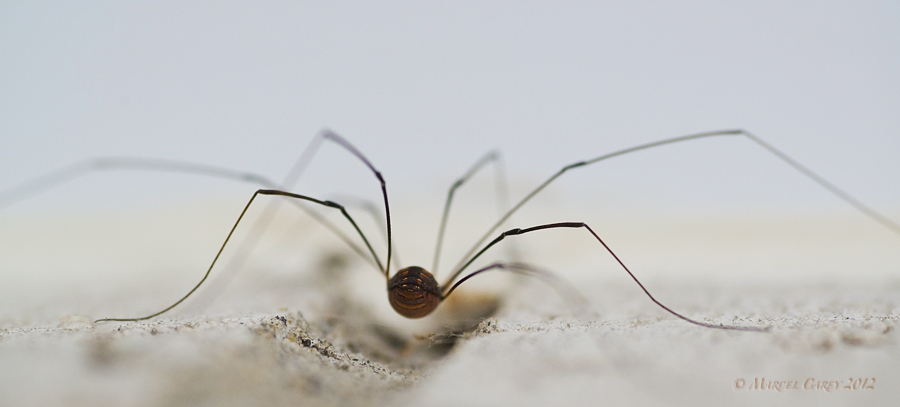 spider oct12.jpg