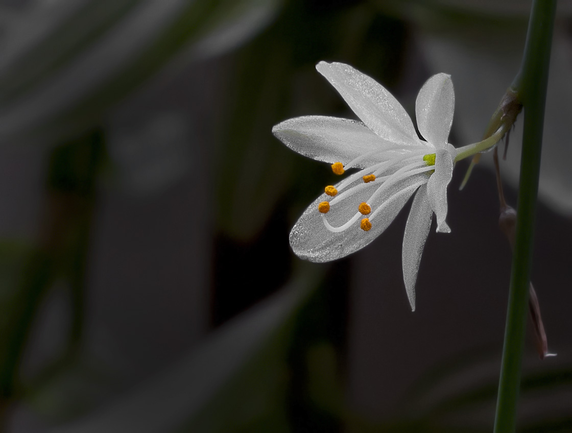 Spider Plant.jpg