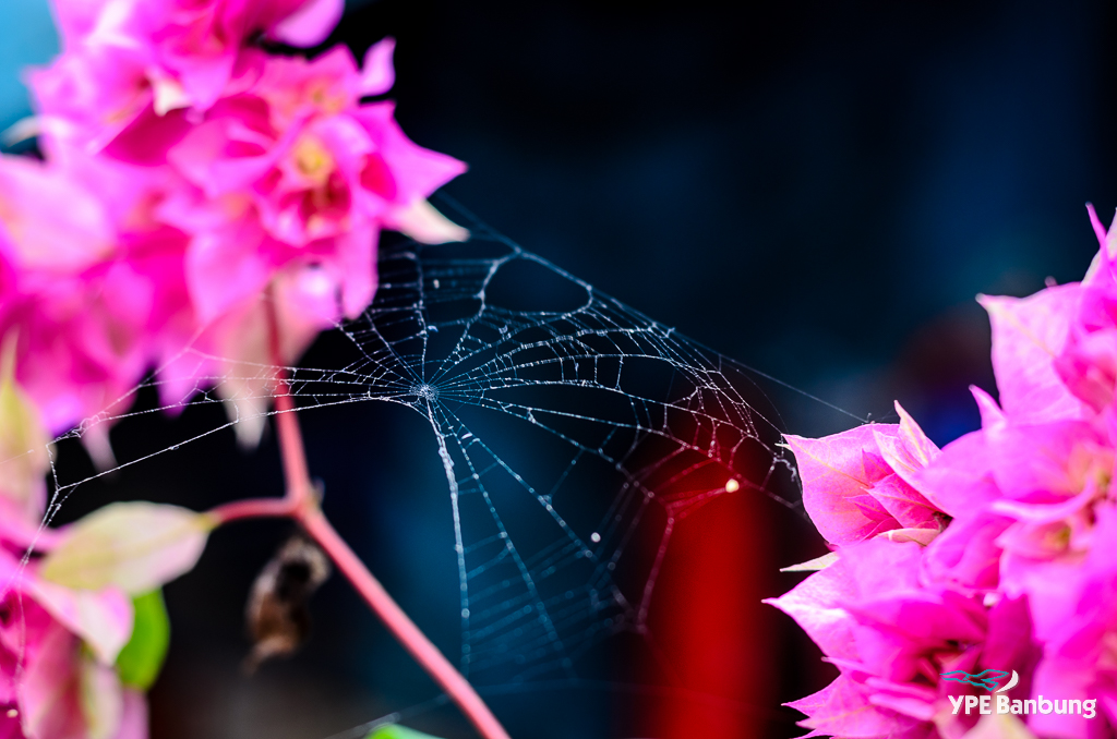 spider-web-1.jpg