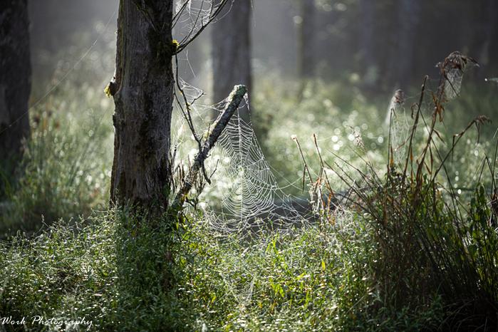 Spider Web-41.jpg