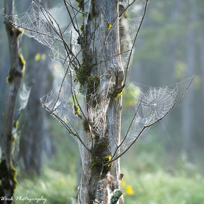 Spider Web-42.jpg