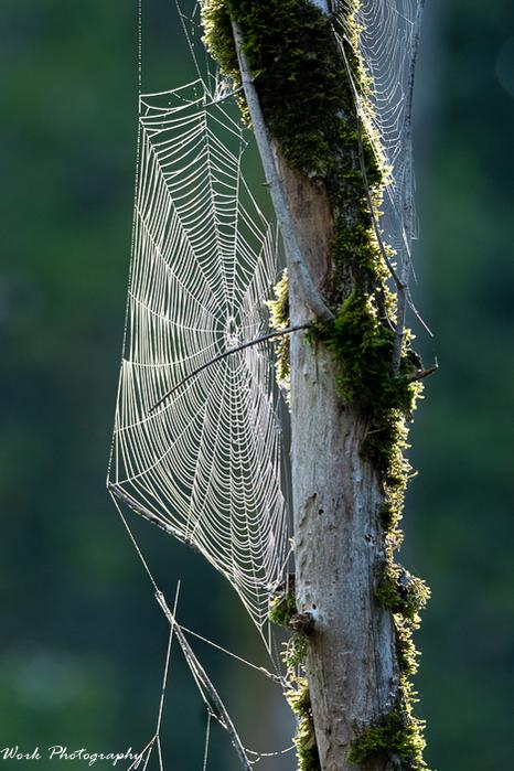 Spider Web-63.jpg