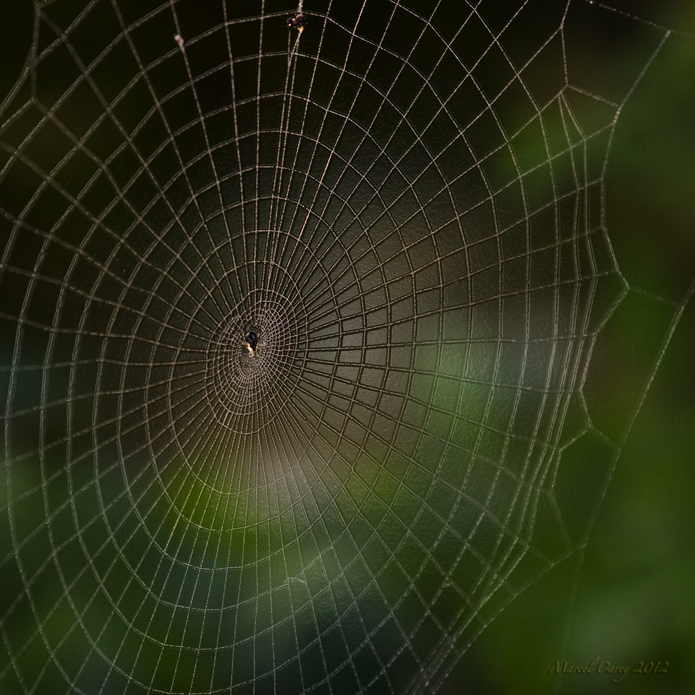 spider web.jpg