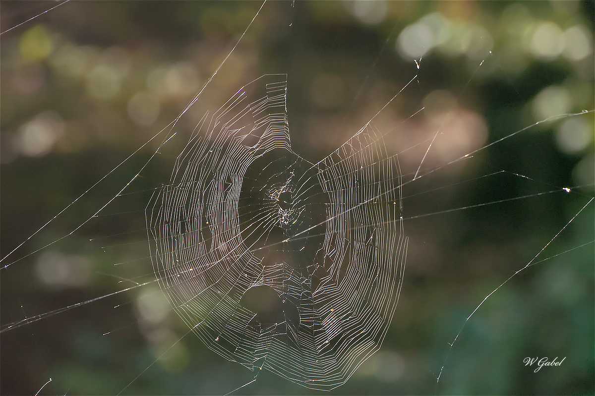 spider web sm.jpg