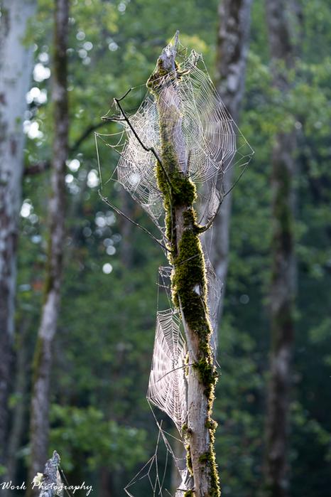 Spider Web Tree-66.jpg