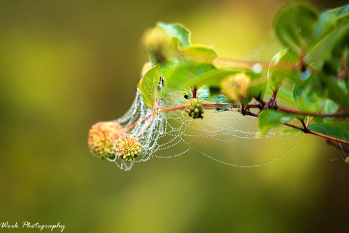 Spider Web with dew-70.jpg