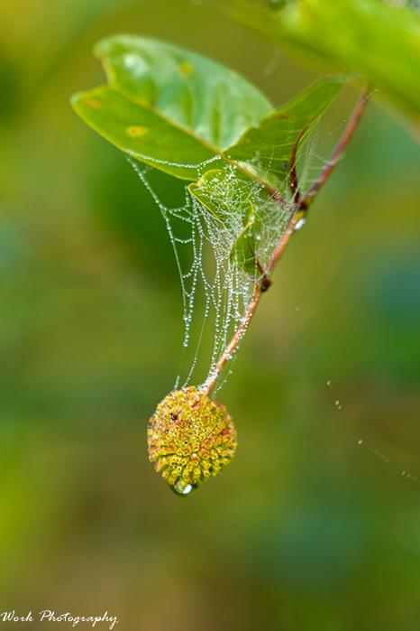 Spider Web with dew and droplet-72.jpg