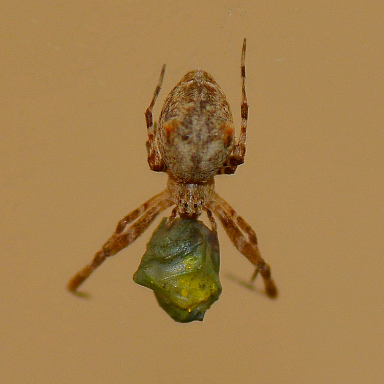 Spider01Jan2014_2.jpg