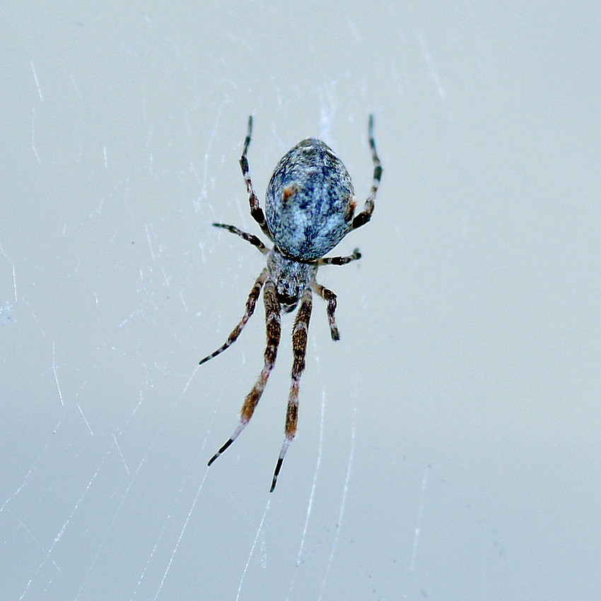 Spider06Jan2014.jpg