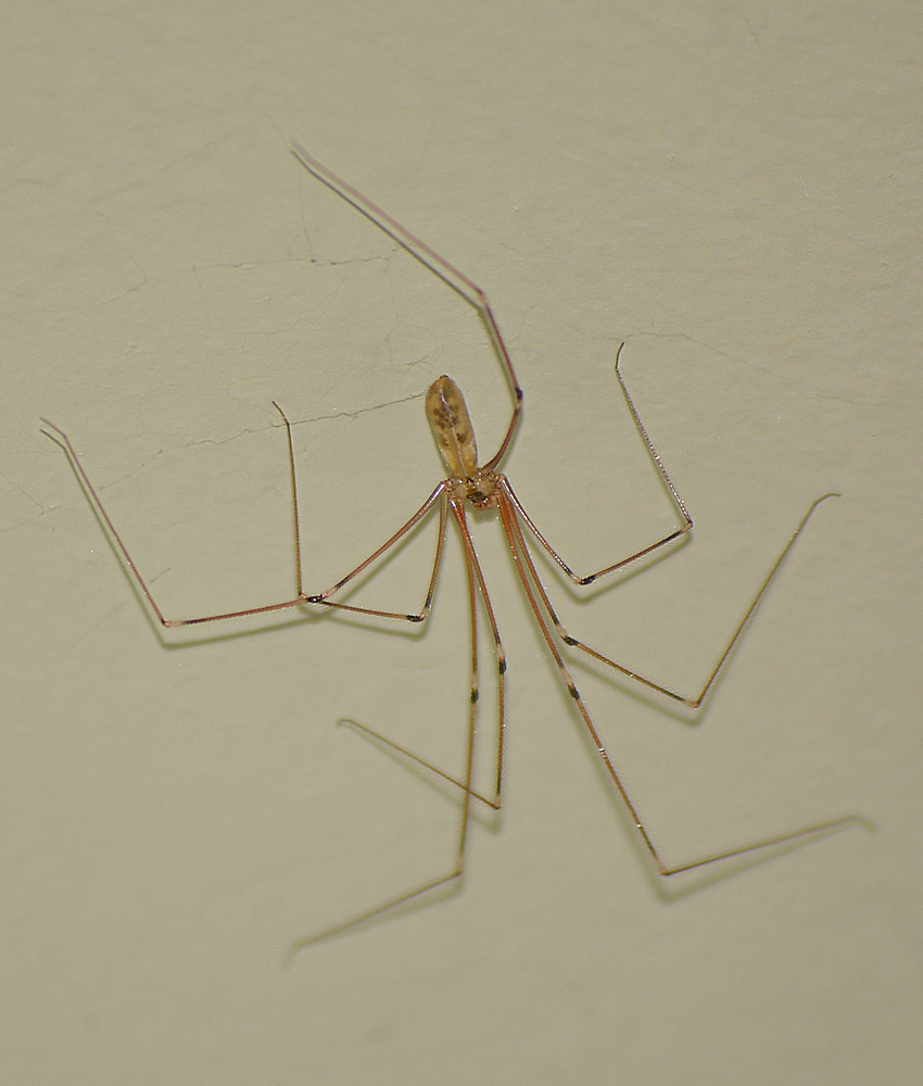 Spider07Jan2014.jpg