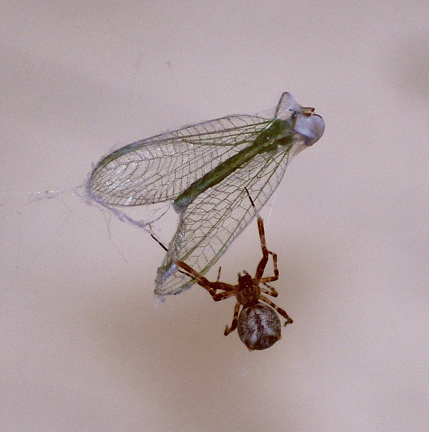 Spider07Jan2014.jpg