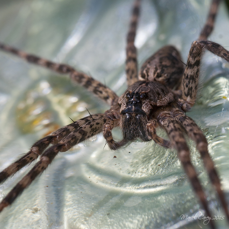 spider1.jpg