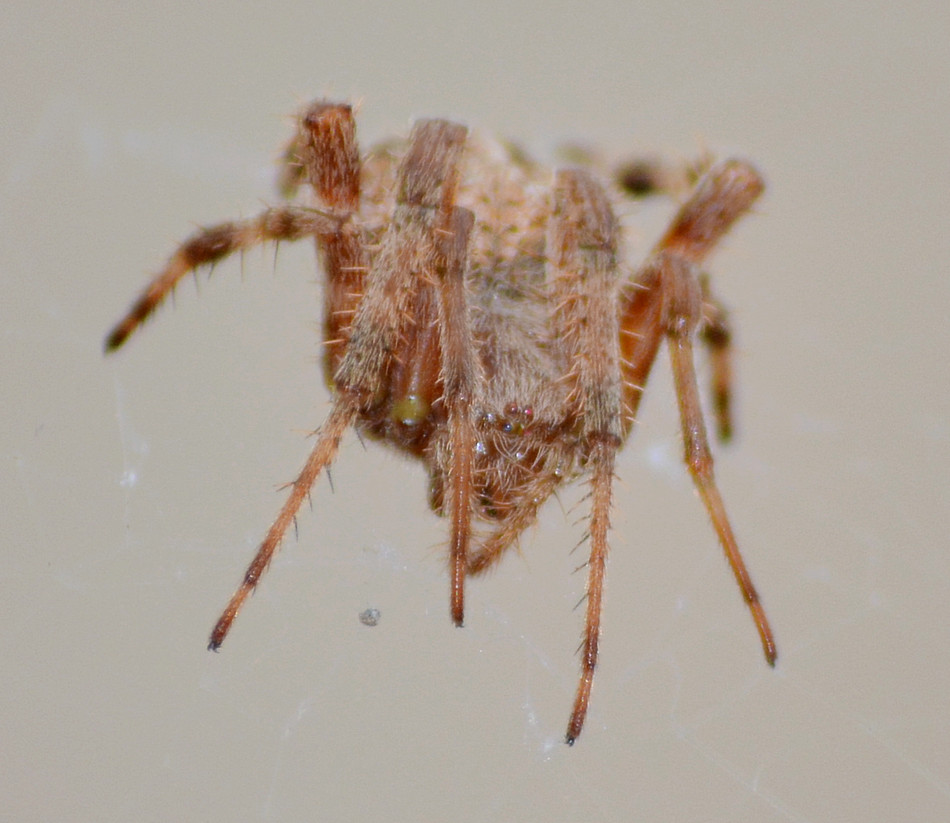 spider1.jpg