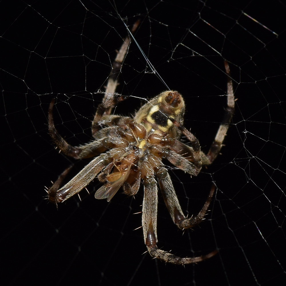 Spider10.jpg