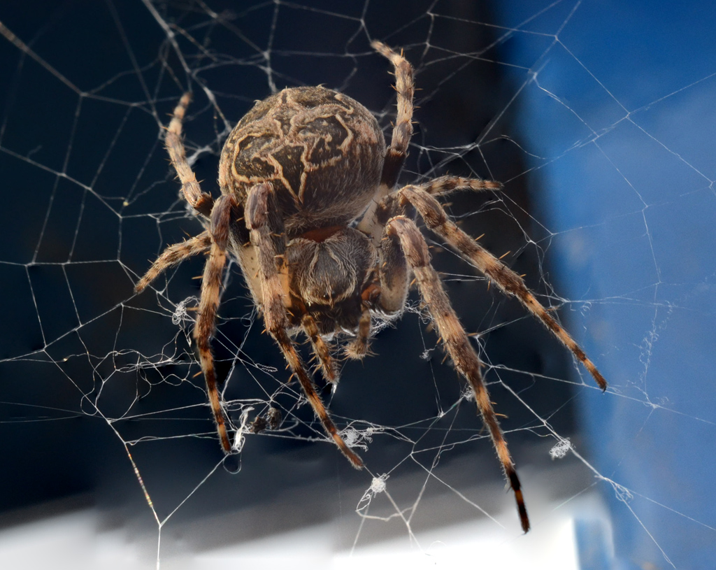 spider10.jpg