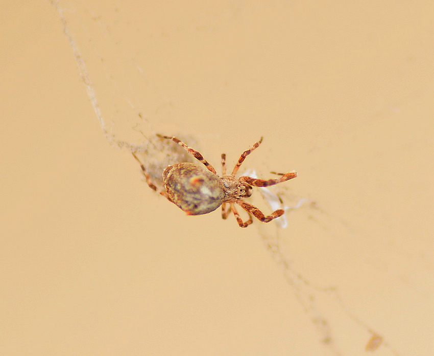 Spider10Jan2014_3.jpg