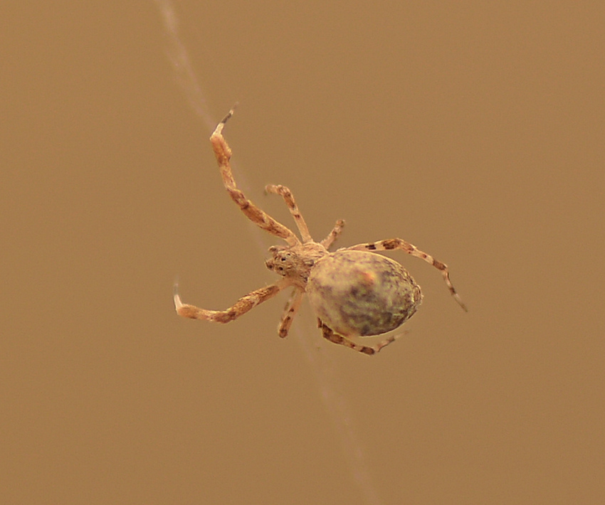 Spider10Jan2014_4.jpg
