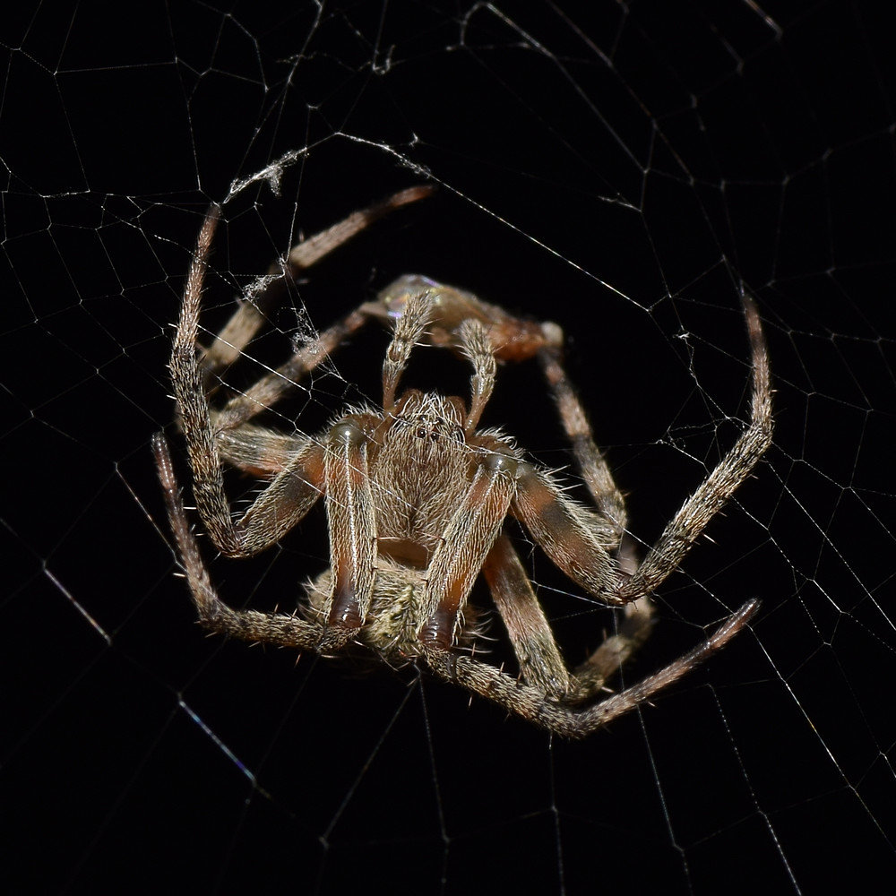 Spider11.jpg