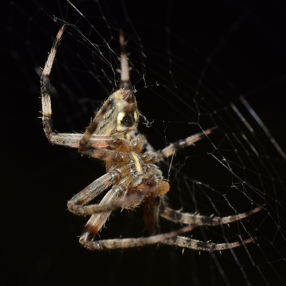 Spider12.jpg