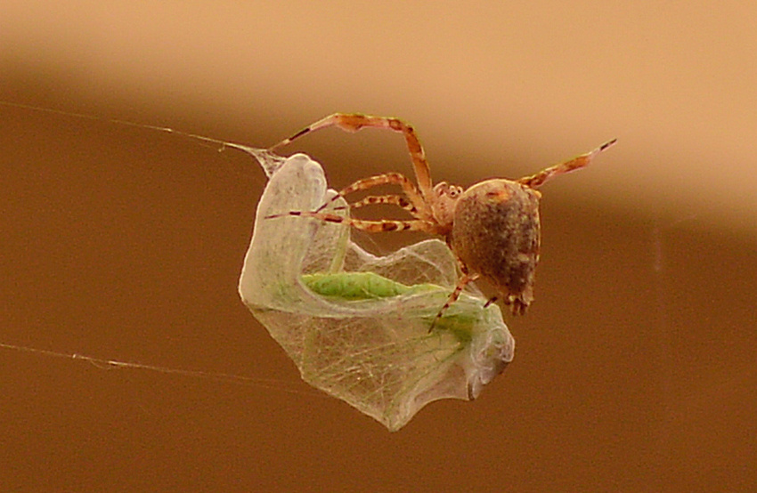 Spider12Jan2014.jpg