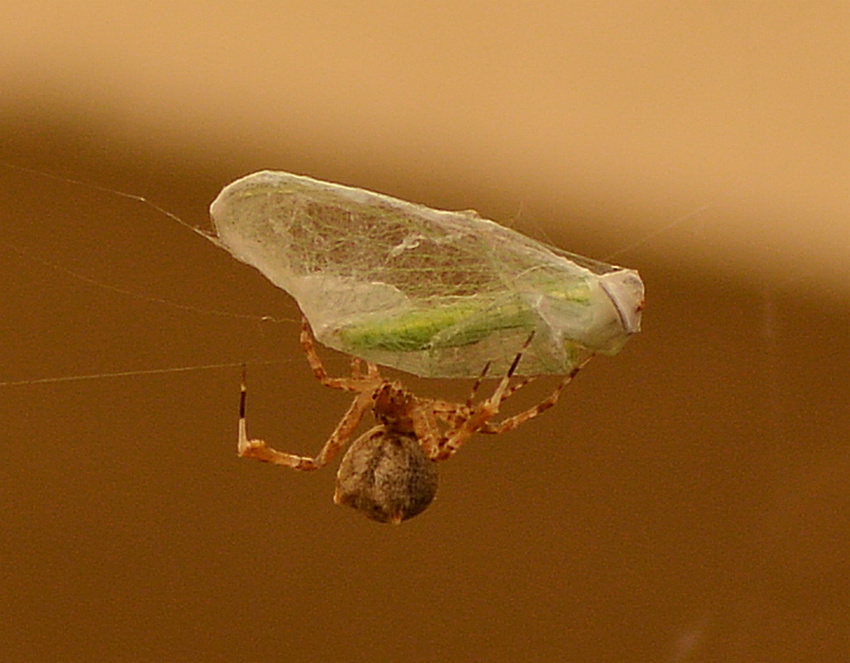 Spider12Jan2014_2.jpg