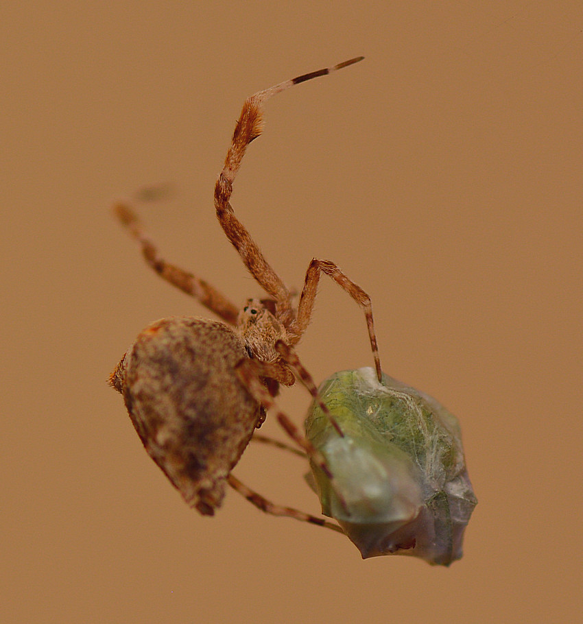 Spider12Jan2014_3.jpg