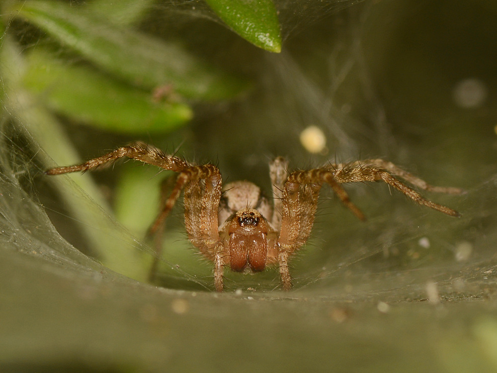 Spider2.jpg