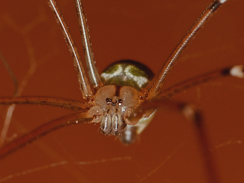 Spider2.jpg